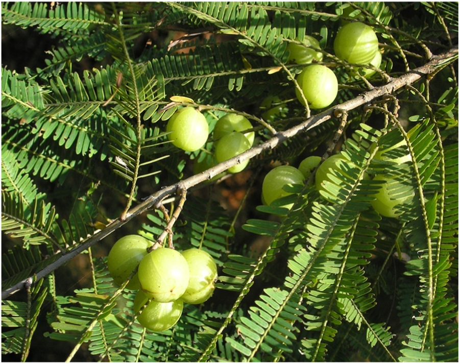 Amalaki (Phyllanthus emblica) in pediatric nutrition and immunity